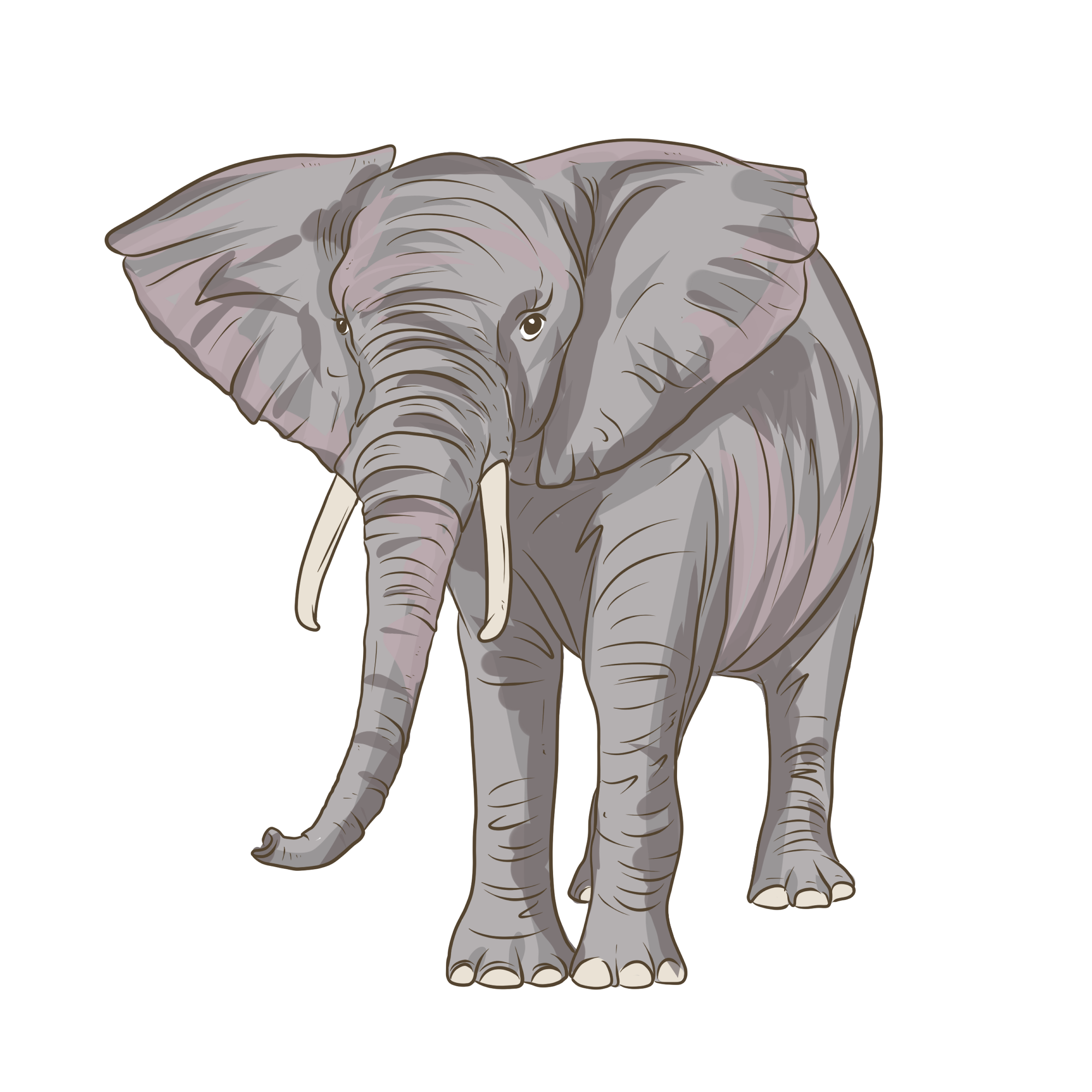 Elephant
